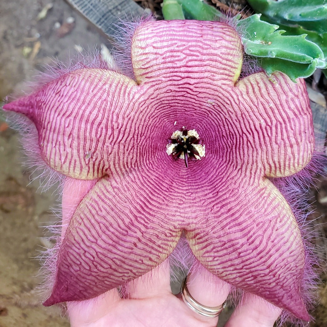 Stapelia hirsuta